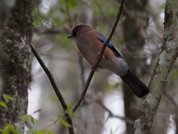 Eurasian Jay 大蔵高丸 Sat, 5/7/2022