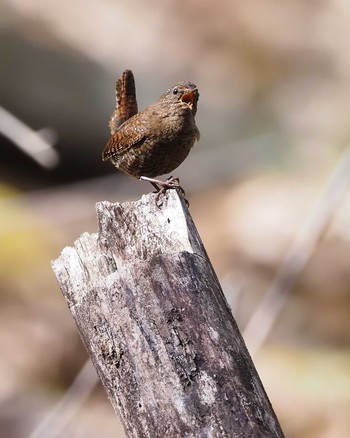 Eurasian Wren 大蔵高丸 Sat, 5/7/2022