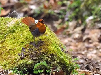 Japanese Robin 大蔵高丸 Sat, 5/7/2022