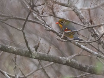 Red-billed Leiothrix 大蔵高丸 Sat, 5/7/2022