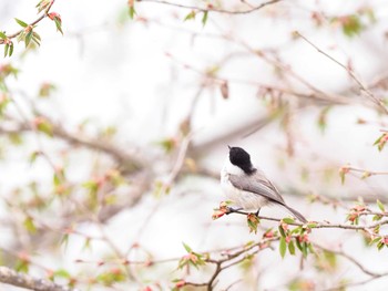 Willow Tit 大蔵高丸 Sat, 5/7/2022