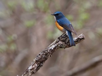 Red-flanked Bluetail 大蔵高丸 Sat, 5/7/2022