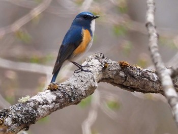 Red-flanked Bluetail 大蔵高丸 Sat, 5/7/2022