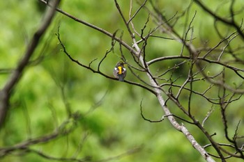 キビタキ 陣馬山 2022年5月2日(月)