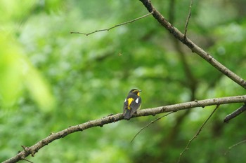 キビタキ 陣馬山 2022年5月2日(月)