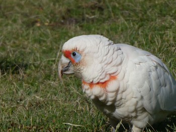 Long-billed Corella Centennial Park (Sydney) Sat, 10/16/2021