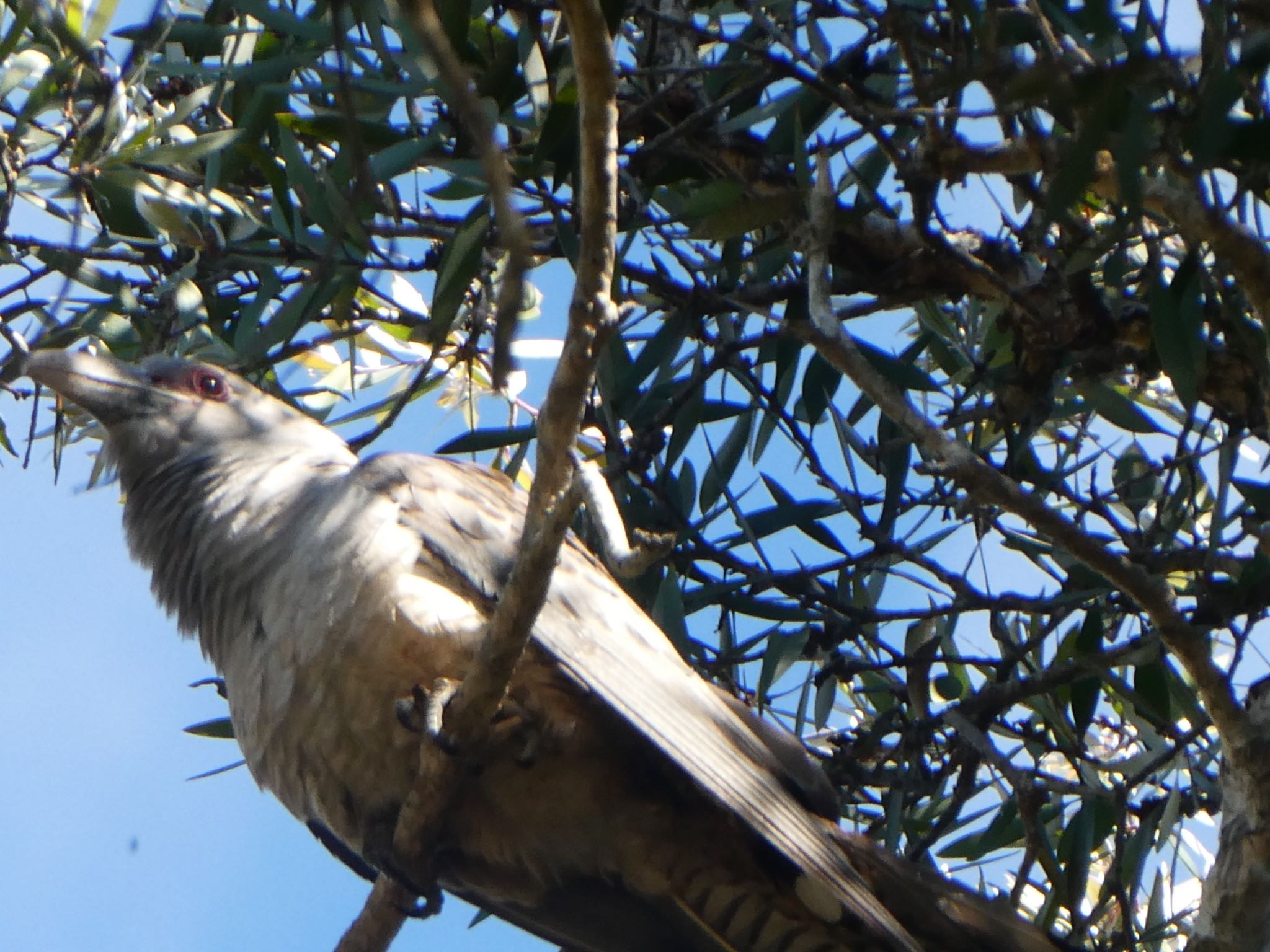 Photo of Channel-billed Cuckoo at Centennial Park (Sydney) by Maki