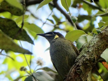 Lewin's Honeyeater Lane Cove National Park, NSW, Australia Sun, 10/10/2021