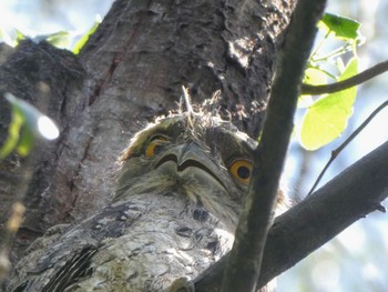 オーストラリアガマグチヨタカ Lane Cove National Park, NSW, Australia 2021年10月7日(木)