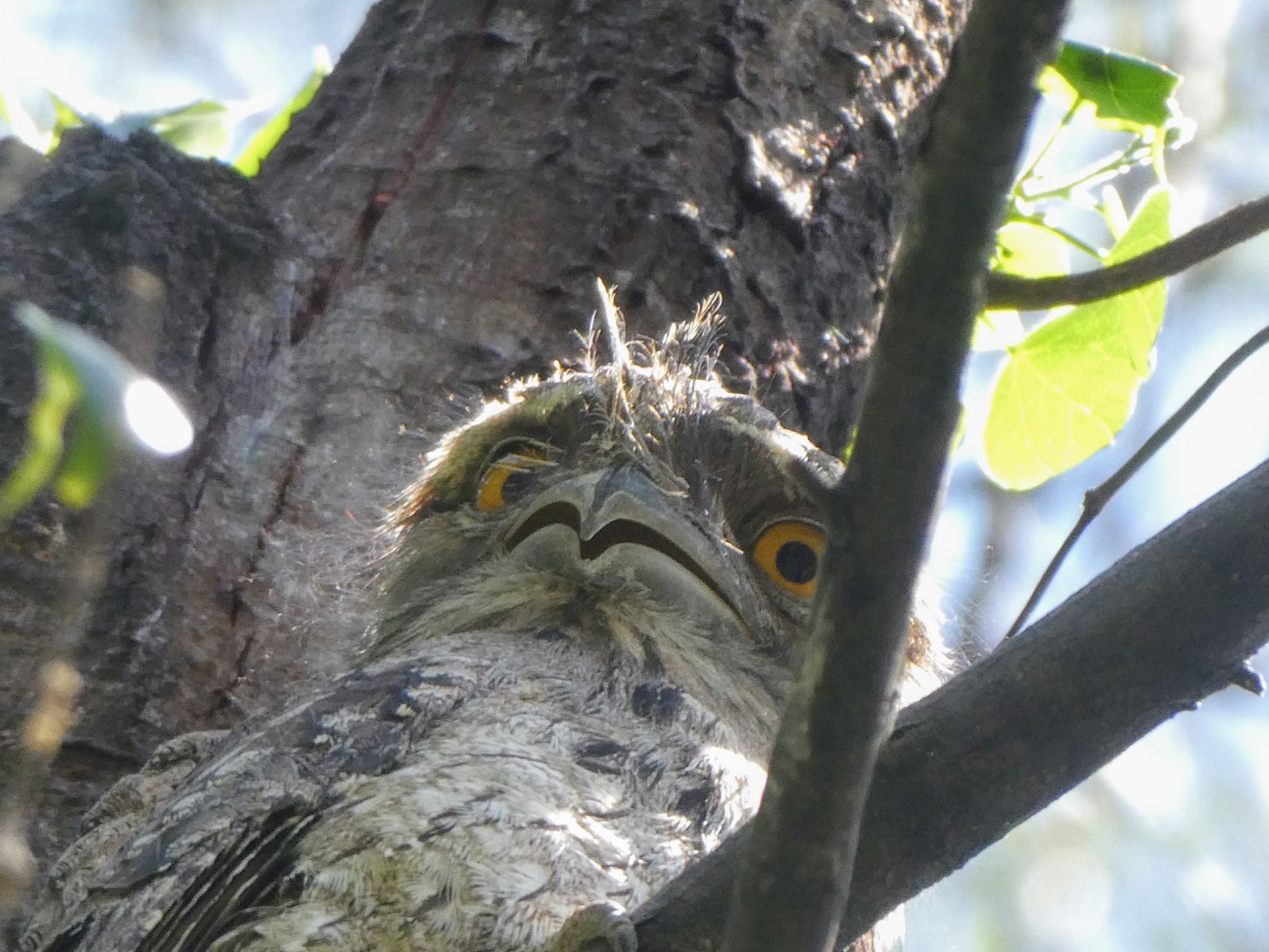 Lane Cove National Park, NSW, Australia オーストラリアガマグチヨタカの写真 by Maki