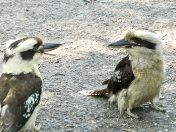 Laughing Kookaburra Lane Cove National Park, NSW, Australia Sat, 10/9/2021