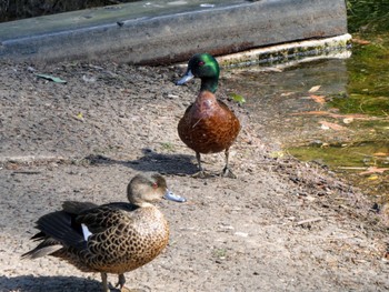 アオクビコガモ Lane cove Weir, Lane Cove National Park, Nsw, Australia 2021年10月7日(木)