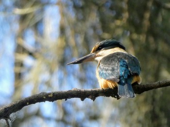 Sacred Kingfisher Lane Cove National Park, NSW, Australia Wed, 10/6/2021