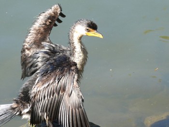 シロハラコビトウ Lane cove Weir, Lane Cove National Park, Nsw, Australia 2021年10月6日(水)