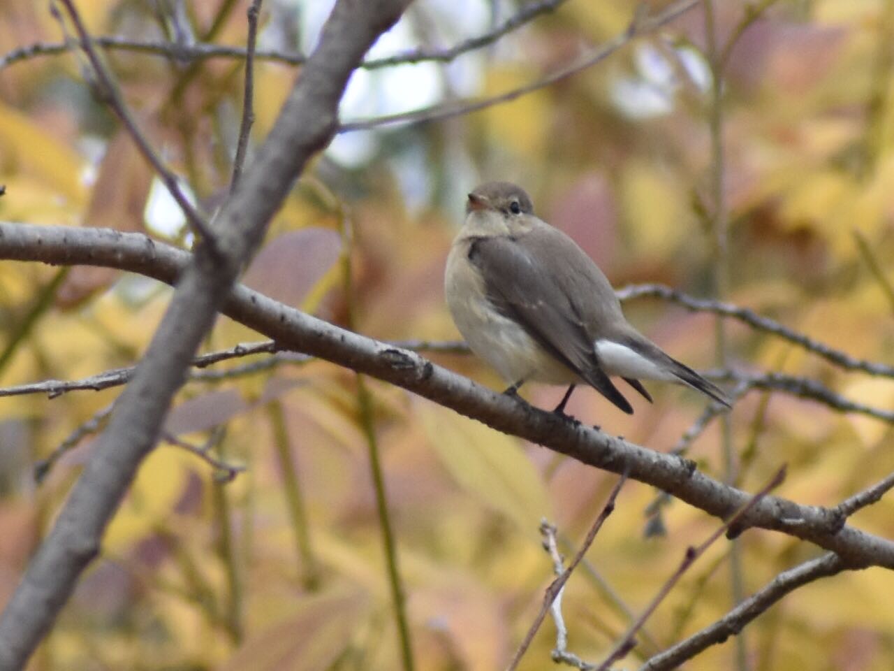  ニシオジロビタキの写真 by ヨウコ