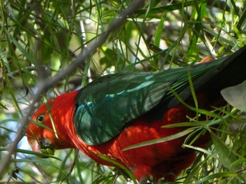 キンショウジョウインコ Lane Cove National Park, NSW, Australia 2021年10月6日(水)