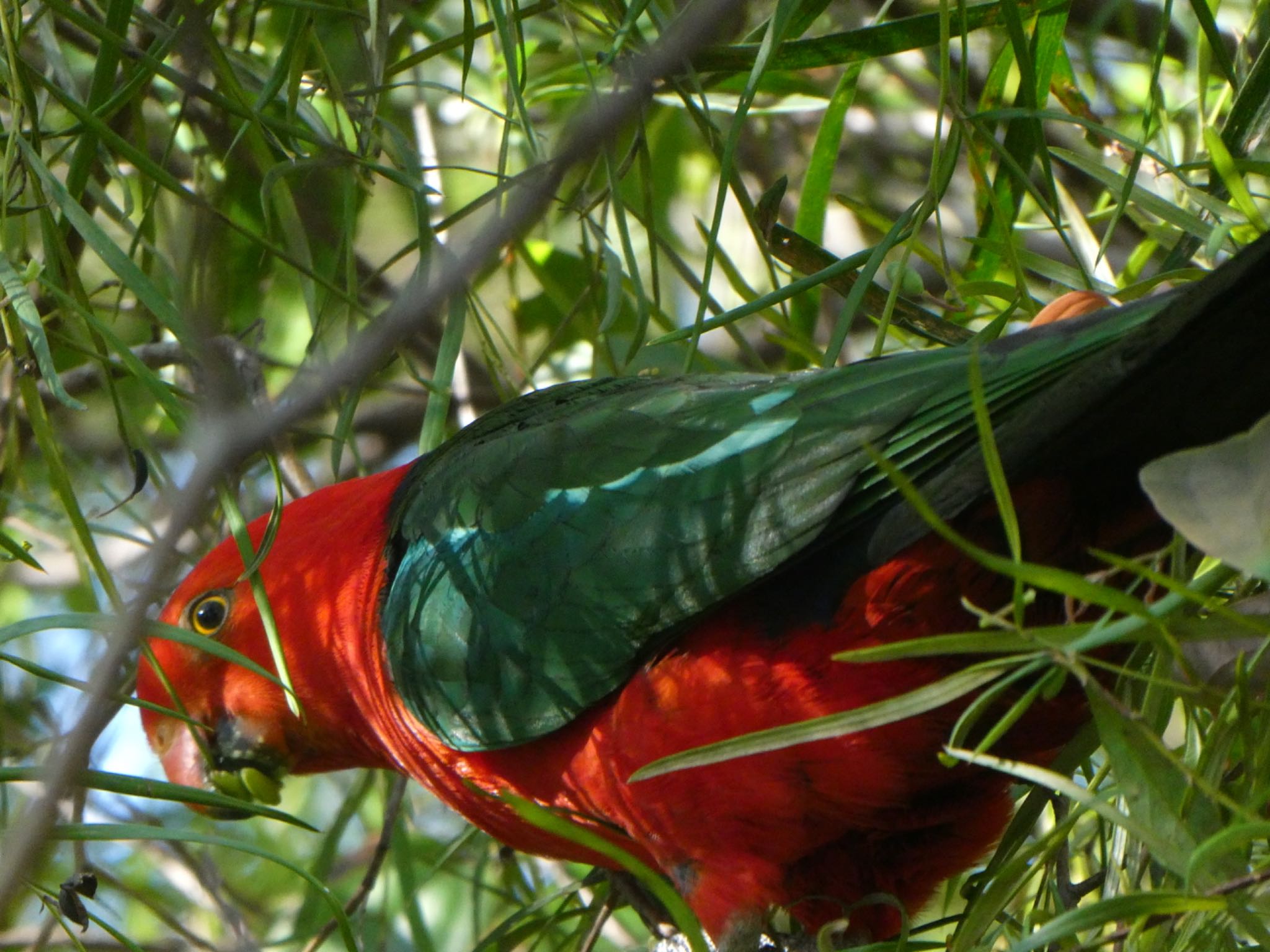 Lane Cove National Park, NSW, Australia キンショウジョウインコの写真 by Maki