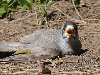 Noisy Miner Lane Cove National Park, NSW, Australia Wed, 10/6/2021