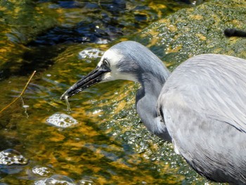 White-faced Heron Lane cove Weir, Lane Cove National Park, Nsw, Australia Wed, 10/6/2021