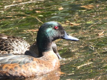 Chestnut Teal Lane cove Weir, Lane Cove National Park, Nsw, Australia Wed, 10/6/2021