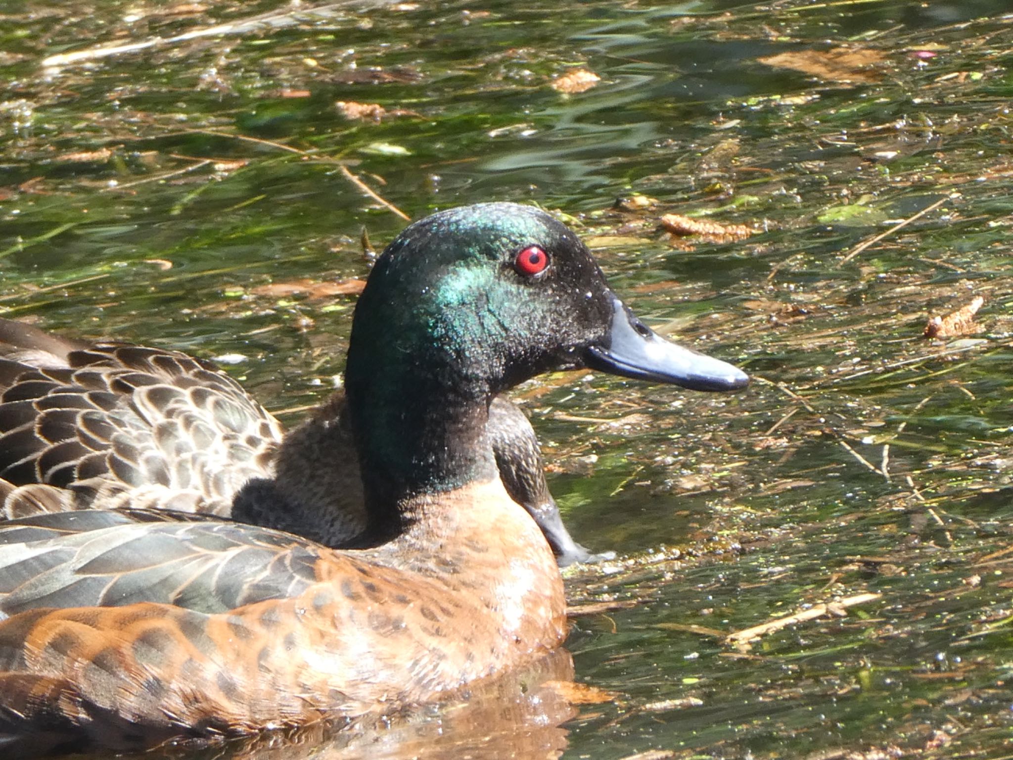 Lane cove Weir, Lane Cove National Park, Nsw, Australia アオクビコガモの写真 by Maki