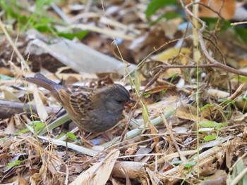 2022年1月17日(月) 南伊豆町の野鳥観察記録