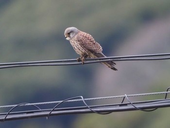 2022年1月4日(火) 南伊豆町の野鳥観察記録