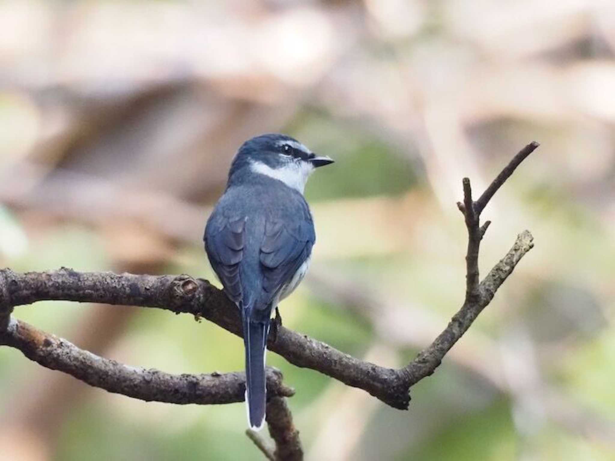 サンショウクイ