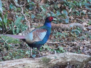 2022年1月11日(火) 南伊豆町の野鳥観察記録