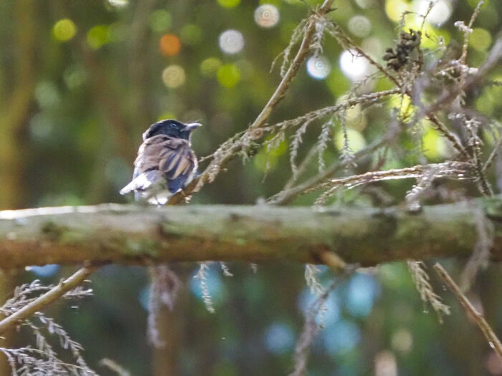 サンコウチョウ