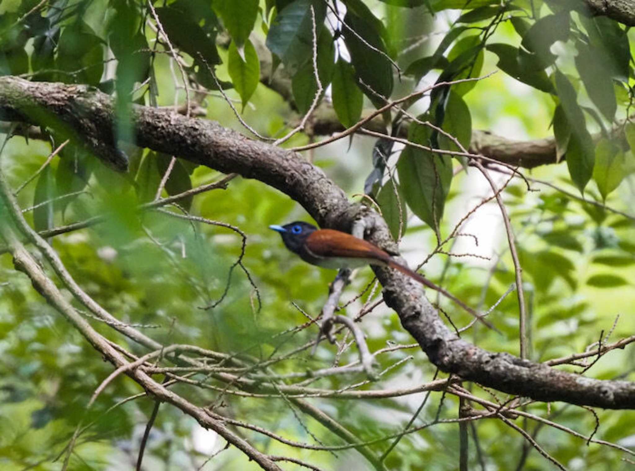 サンコウチョウ