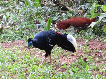 Bornean Crested Fireback