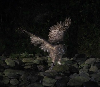 2021年9月27日(月) 北海道の野鳥観察記録