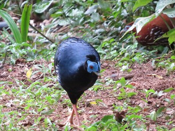 Bornean Crested Fireback マレーシア Mon, 2/25/2013