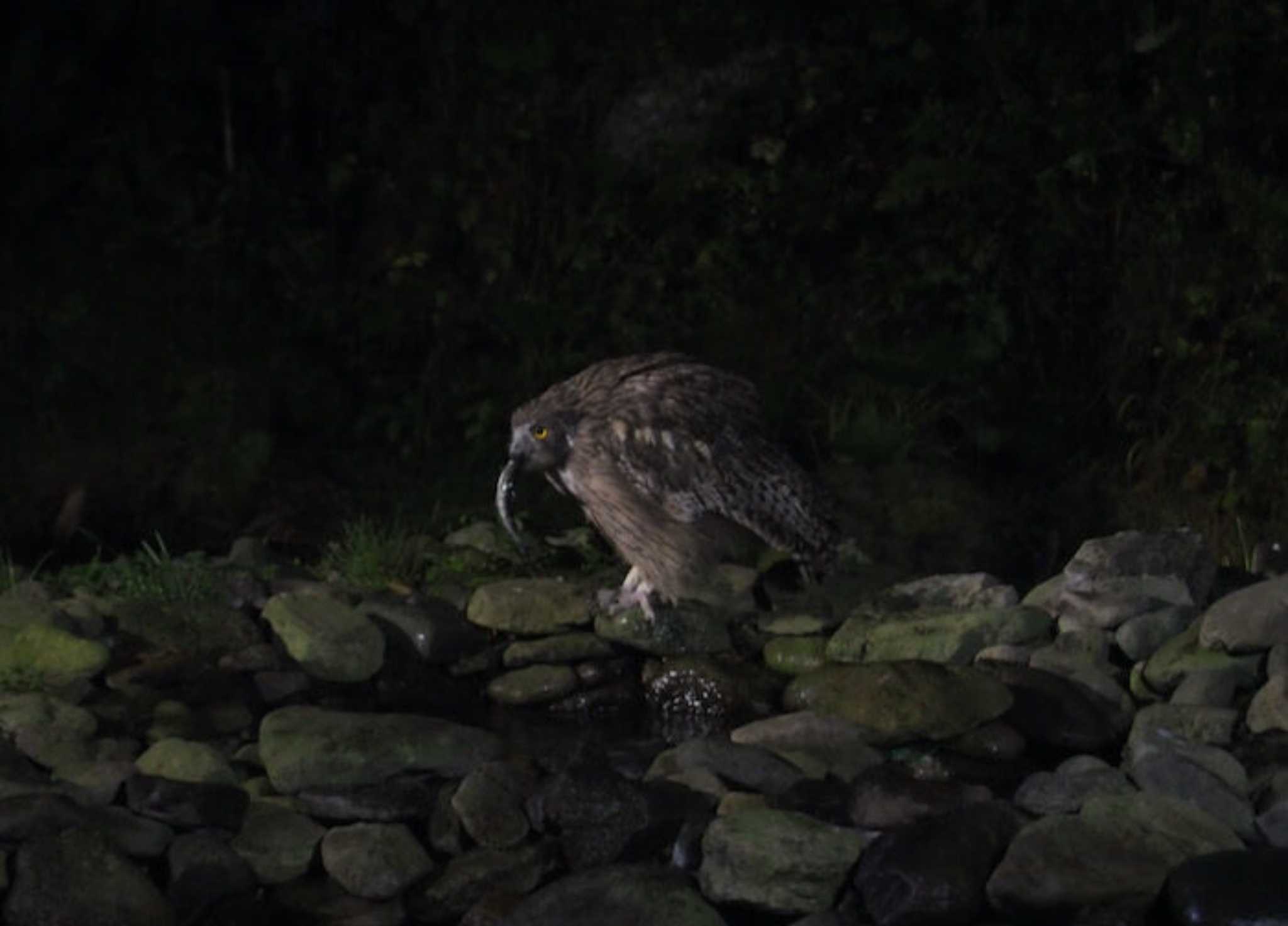 北海道 シマフクロウの写真 by okamooo