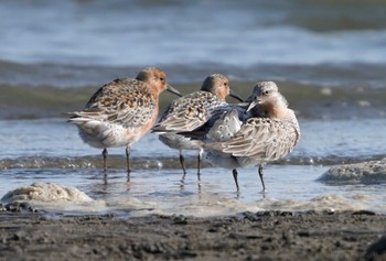 Red Knot Sambanze Tideland Tue, 5/3/2022