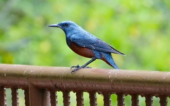 2022年5月13日(金) 千里東町公園の野鳥観察記録