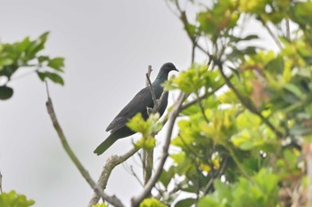 Black Wood Pigeon Miyakejima Island Wed, 5/11/2022