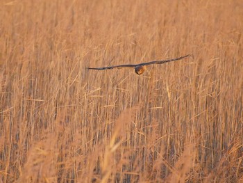 Hen Harrier 浮島 Thu, 12/7/2017