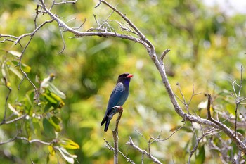 ブッポウソウ Mount Molloy (Cairns) 2017年10月9日(月)