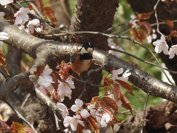 ヤマガラ 旭山記念公園 2022年5月5日(木)