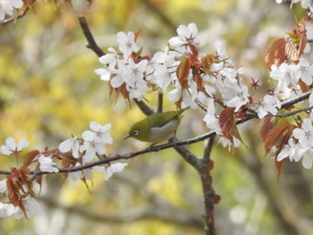 メジロ 旭山記念公園 2022年5月5日(木)