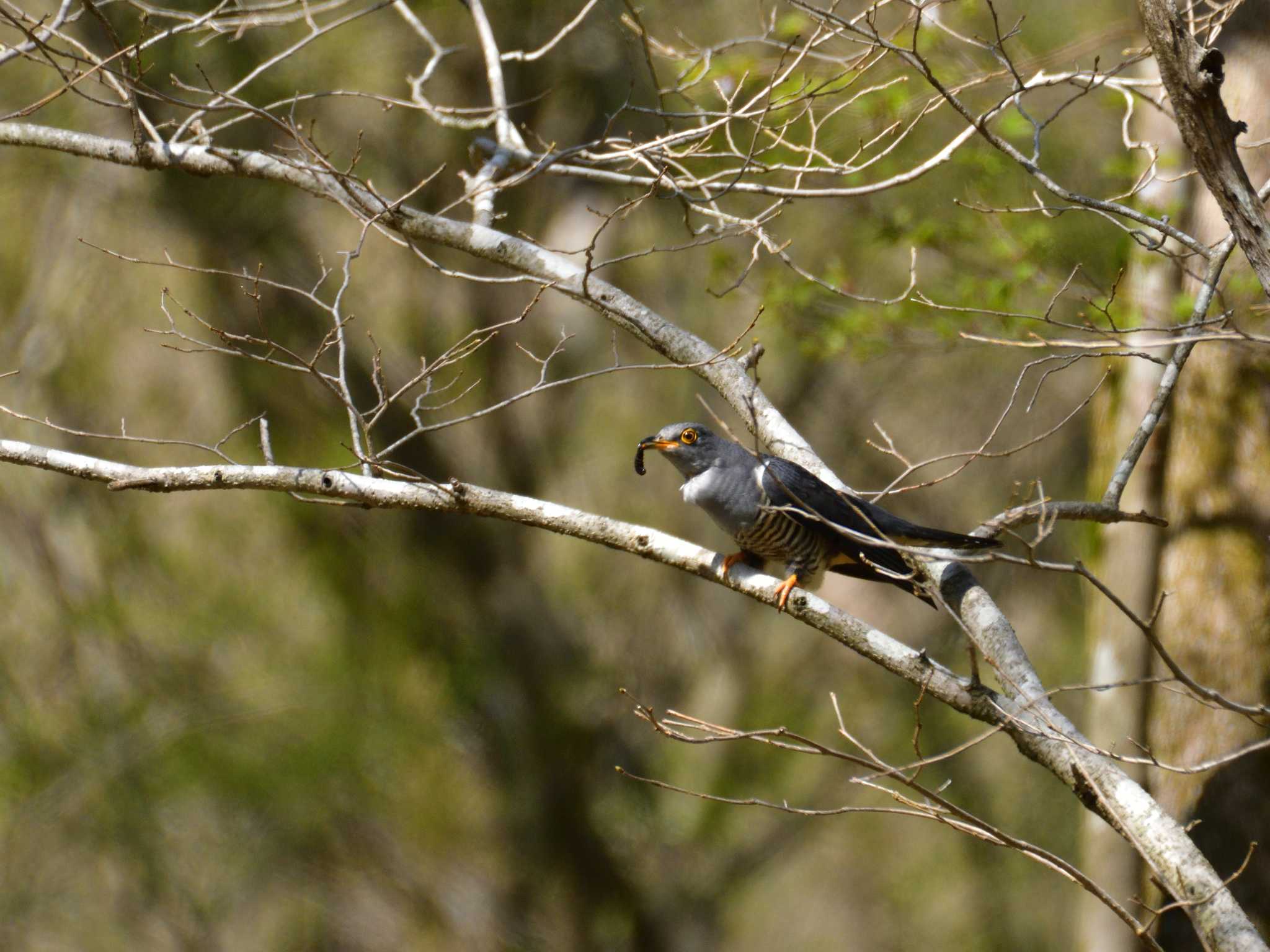 Oriental Cuckoo