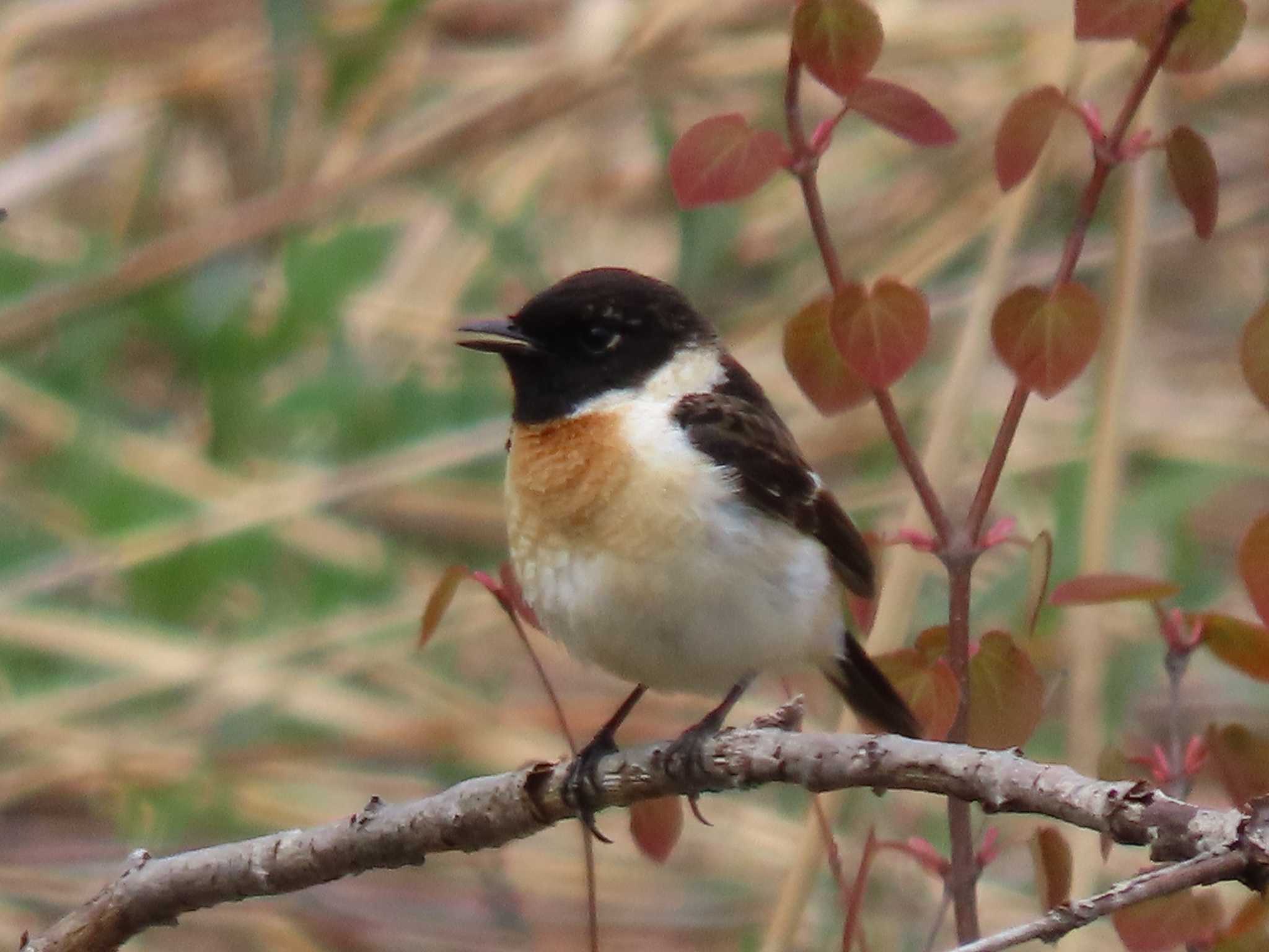 Amur Stonechat