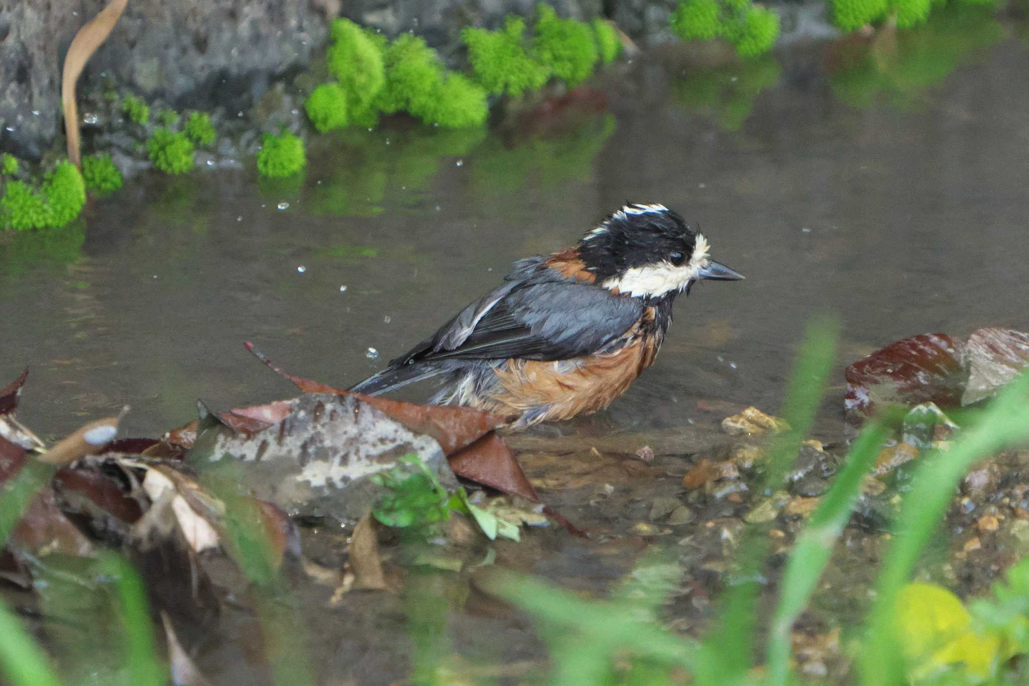 Varied Tit