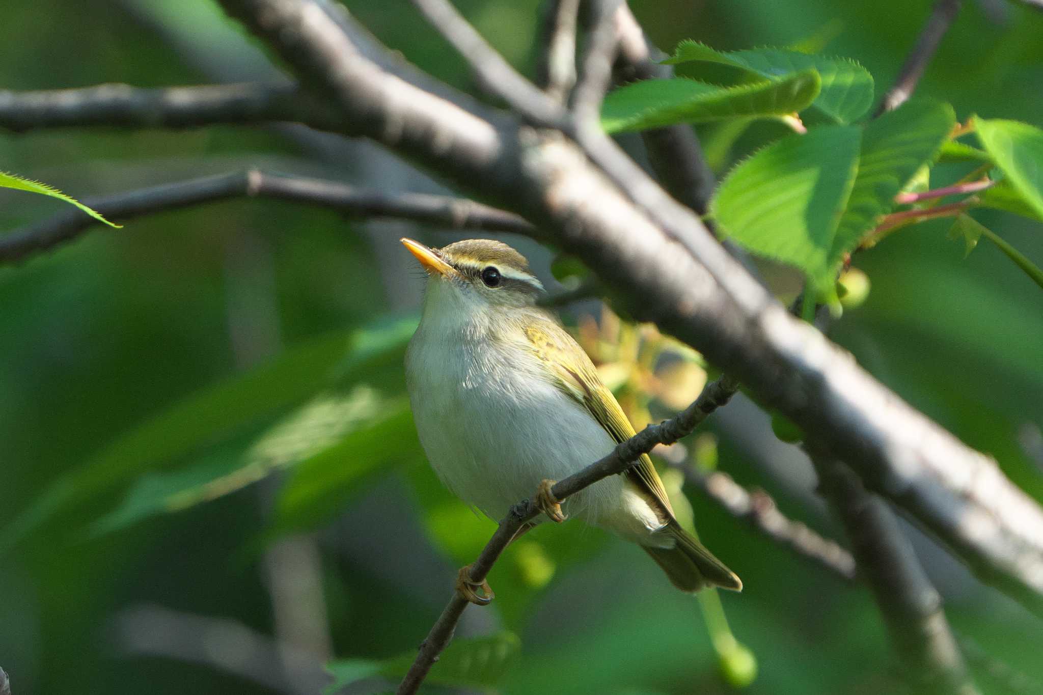 Eastern Crowned Warbler