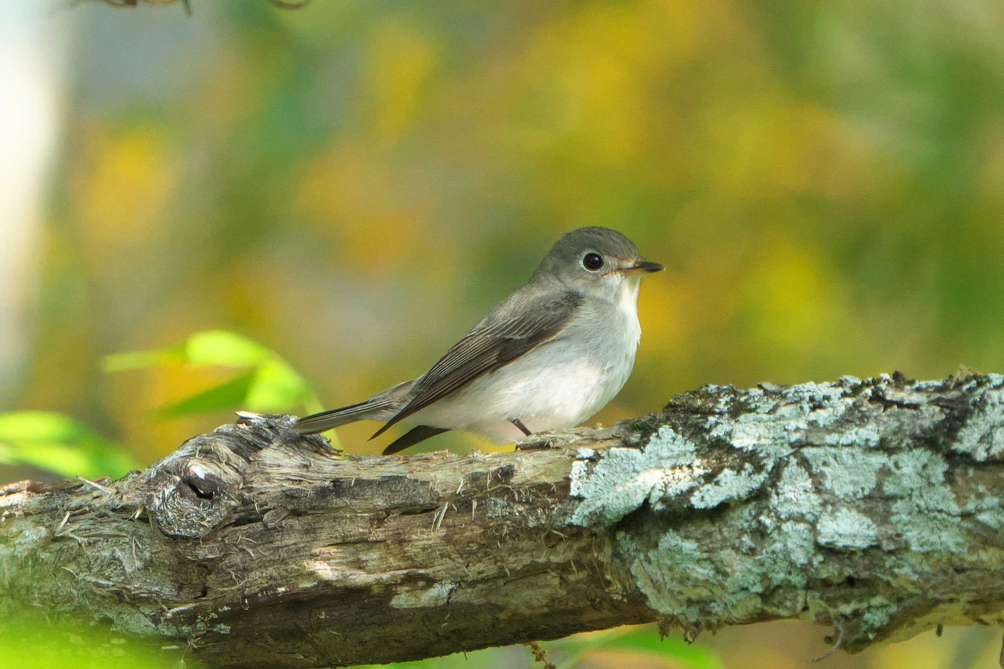 Asian Brown Flycatcher