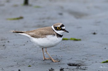 2022年5月8日(日) 東京港野鳥公園の野鳥観察記録