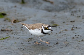 コチドリ 東京港野鳥公園 2022年5月8日(日)