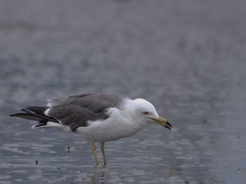 Black-tailed Gull Kasai Rinkai Park Mon, 5/2/2022